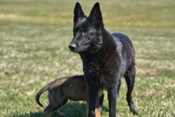 Beautiful German Shepherd puppy with his mother on a meadow on a sunny summer day in Skaraborg Sweden