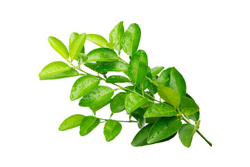 water drops splashing on green leaf isolated on white background