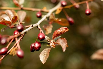 Red bushes bloom on the streets of Munich in spring. in one of the courtyards of the city of Munich