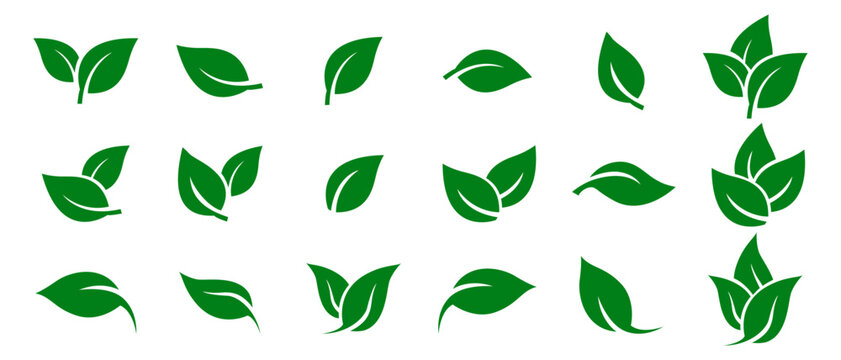 Green leaf icons set. Leaves icon on isolated background. Collection green leaf. Elements design for natural, eco, vegan, bio labels. Vector illustration EPS 10