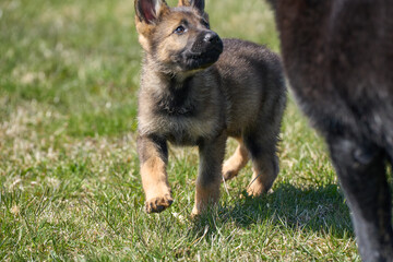 Beautiful German Shepherd puppy with his mother on a meadow on a sunny summer day in Skaraborg Sweden