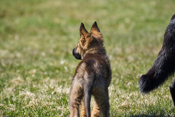Beautiful German Shepherd puppy with his mother on a meadow on a sunny summer day in Skaraborg Sweden