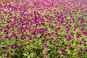 globe amaranth, which means unchanging love.
