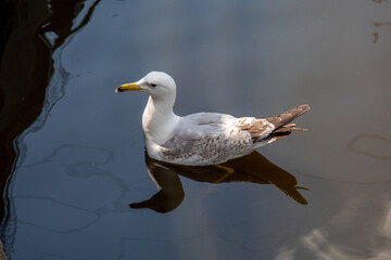 A silvery white seagull floating on the water on a clear sunny day. Birds, ornithology, ecology.