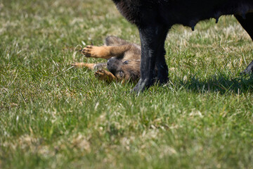 Beautiful German Shepherd puppy with his mother on a meadow on a sunny summer day in Skaraborg Sweden