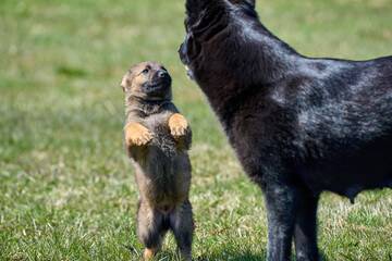 Beautiful German Shepherd puppy with his mother on a meadow on a sunny summer day in Skaraborg Sweden