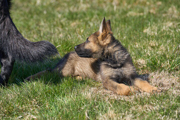 Beautiful German Shepherd puppy with his mother on a meadow on a sunny summer day in Skaraborg Sweden