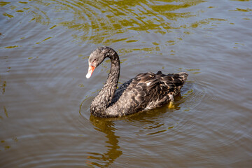 A black swan floating on the water on a clear sunny day. Birds, ornithology, ecology.