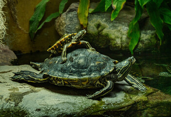 Fototapeta premium Yellow-blotched Map Turtle (Graptemys flavimaculata)