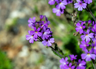 Alpine balsam (Erinus alpinus) is a perennial herb native to south Europe montains and north Africa mountains.
