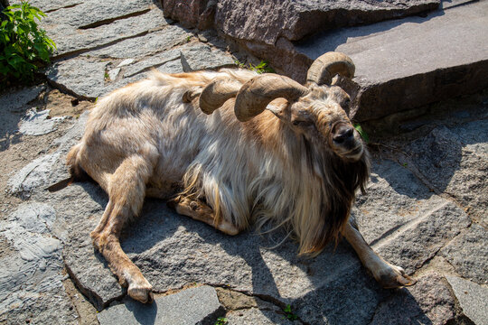 Tajik screw-horned goat (Markhur) with a broken horn sitting on the rocks on a sunny day.  Animals, mammals, predators.