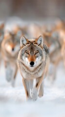 Fototapeta premium a pack of wolves running towards the camera in mountains on blur background, represent leadership on team