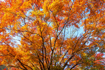 Autumn at Baekyang Temple, famous for its beautifully colored autumn leaves.
