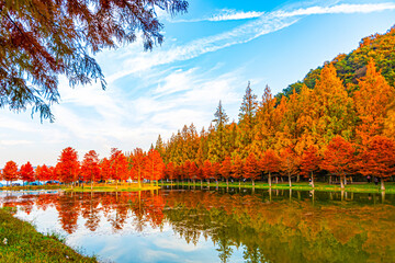 Fototapeta premium Red autumn along the metasequoia tree-lined road.
