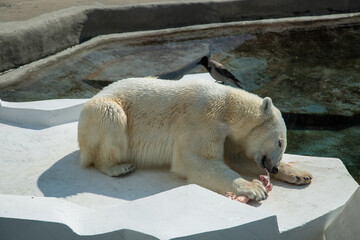 A polar bear sitting with a meat bone on a background of rocks on a sunny day.  Animals, mammals,...
