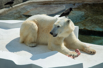 A polar bear sitting with a meat bone on a background of rocks on a sunny day.  Animals, mammals,...