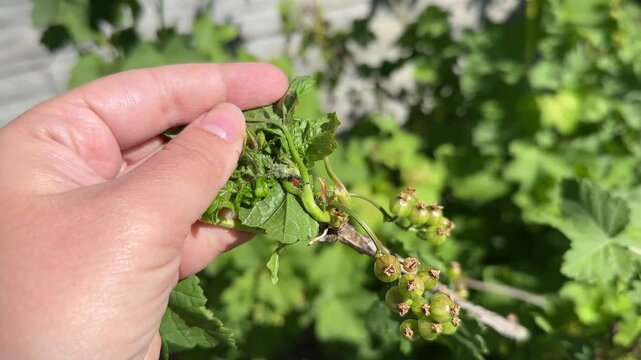 Close-up Redcurrant Blister Aphid or Cryptomyzus ribis on the affected leaf. Currant disease.