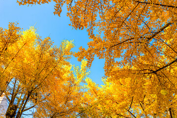 Yellow ginkgo leaves fill every street.
