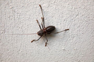 Armored Bush Cricket on a wall treated as a pest in homes ,is native to parts of Angola, Namibia, Botswana, Zimbabwe and South Africa.