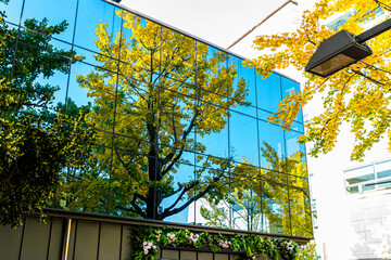 Yellow ginkgo leaves fill every street.
