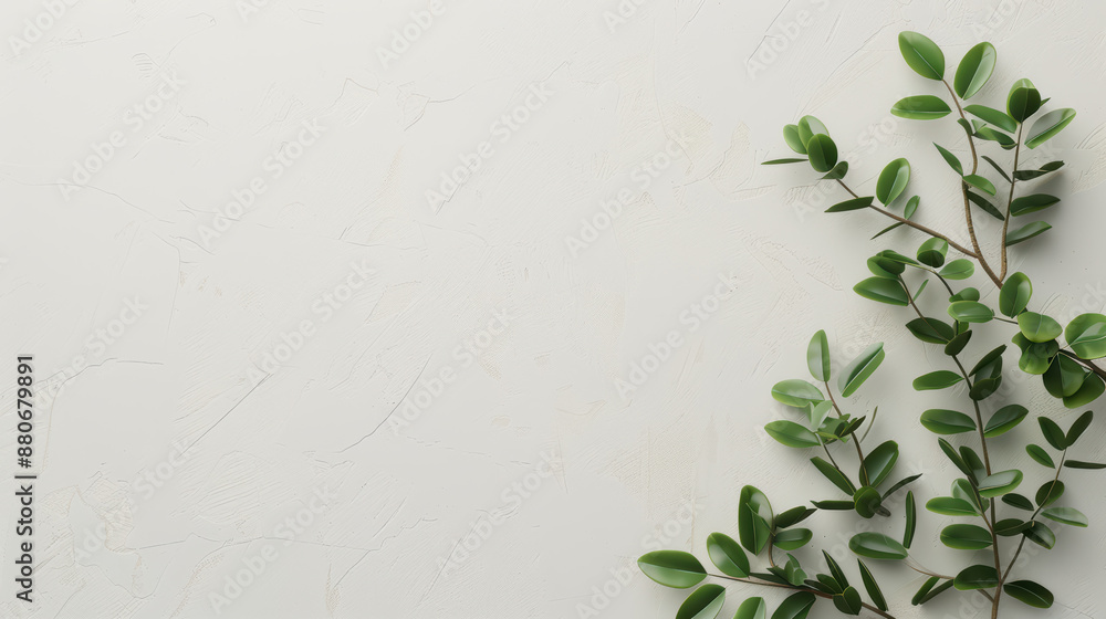 Poster green leaves on a textured white background, minimal nature concept with ample space for text or des