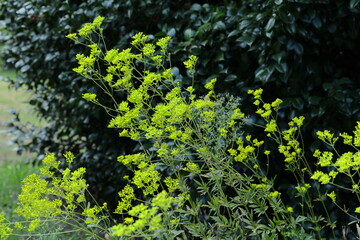 はかなげな繊細な花姿