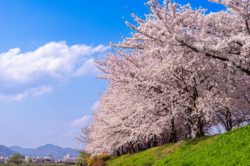 Cherry blossoms, the epitome of spring flowers, Suncheon Dongcheon Cherry Blossom Road.