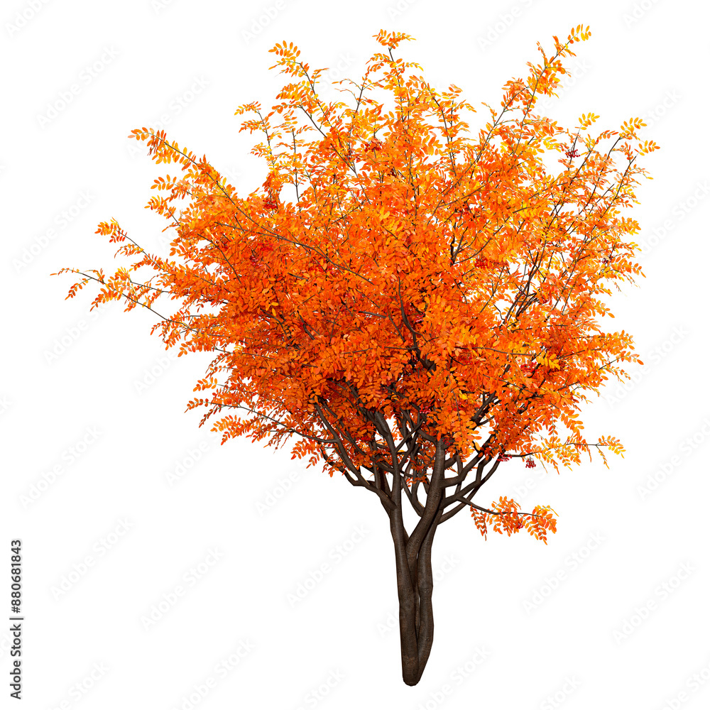 Wall mural 3d rendering rowan trees on white