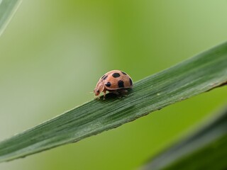 Epilachna borealis on a leaf with blur background