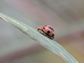 Epilachna borealis on a leaf with blur background