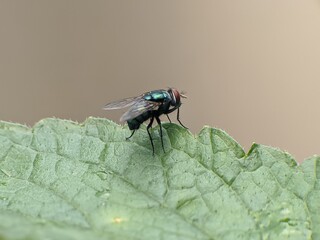 Green fly on leaf with blur background