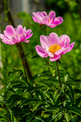 Fototapeta premium A peony with very beautiful large flowers.