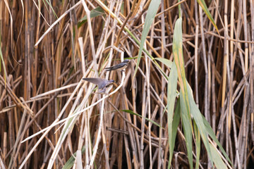 swallow, bird, nature, wildlife, animal, green, beak, grass, reed, birds, hummingbird, wild, fauna, blue, tree, branch, yellow, spring, tropical, summer, warbler, small