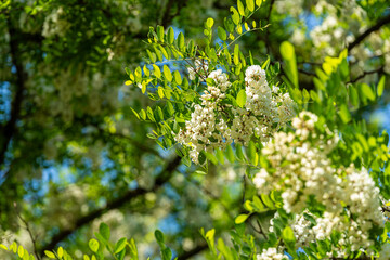 Acacia flowers are as fragrant as many other flowers,
