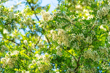 Acacia flowers are as fragrant as many other flowers,