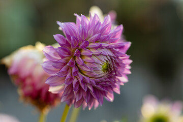 Obraz premium Dahlia pink flowers in garden