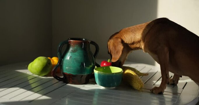 Cute funny dog at table in kitchen, dachshund looking for food, funny kawai puppy. diet, stylish home, healthy lifestyle concept. flowers and fruits. idyllic picture, perfect vibe video footage 4k