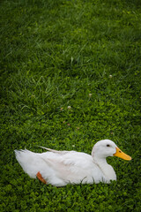 White duck with an orange beak and feet resting on green grass with copy space.