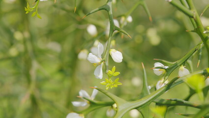 Flower Against A Bright Nature Background. Citrus White Flowers Of Spring Garden Background. Close up.