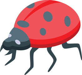 Red ladybug walking with black spots on its shell, an isometric icon of a cute little bug