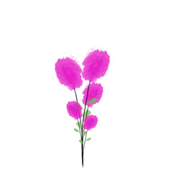 pink carnation flowers