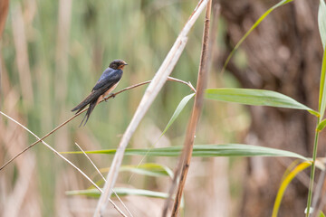 swallow, bird, nature, wildlife, animal, green, beak, grass, reed, birds, hummingbird, wild, fauna, blue, tree, branch, yellow, spring, tropical, summer, warbler, small