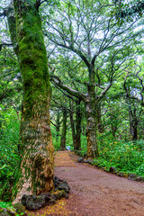 Obraz premium Scenery on a rainy day in Bijarim Forest, which is designated and protected as a natural monument.