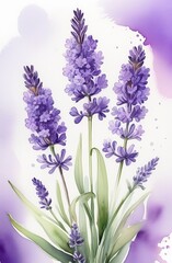 Fototapeta premium Lavender watercolor background. Delicate flower bouquet on a white background. Spring-summer banner template
