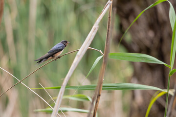 swallow, bird, nature, wildlife, animal, green, beak, grass, reed, birds, hummingbird, wild, fauna, blue, tree, branch, yellow, spring, tropical, summer, warbler, small