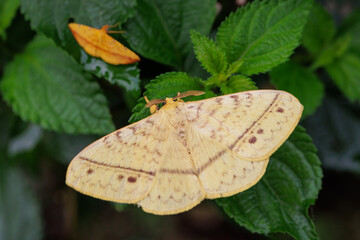 Monkey moth standing on a Lantana plant