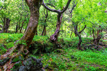 Scenery on a rainy day in Bijarim Forest, which is designated and protected as a natural monument.
