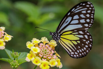 Yellow Glassy Tiger standing on Lantana flowers .