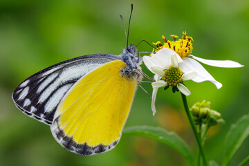 Yellow Jezebel standing on a flower, Thailand