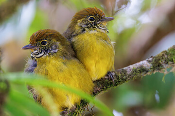 Chestnut-tailed Minla couple standing on a branch